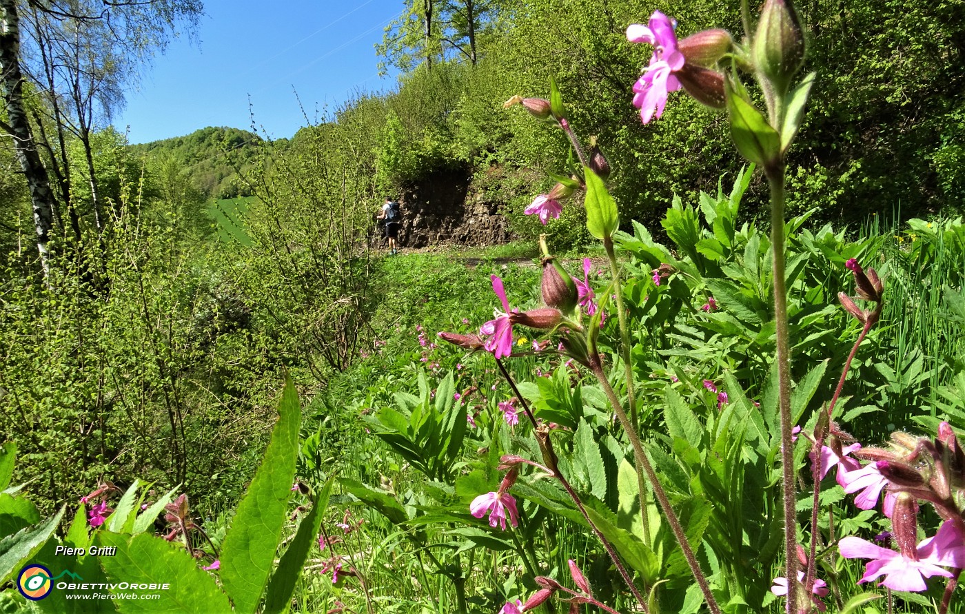 11 Fiori rossi di Silene dioica.JPG